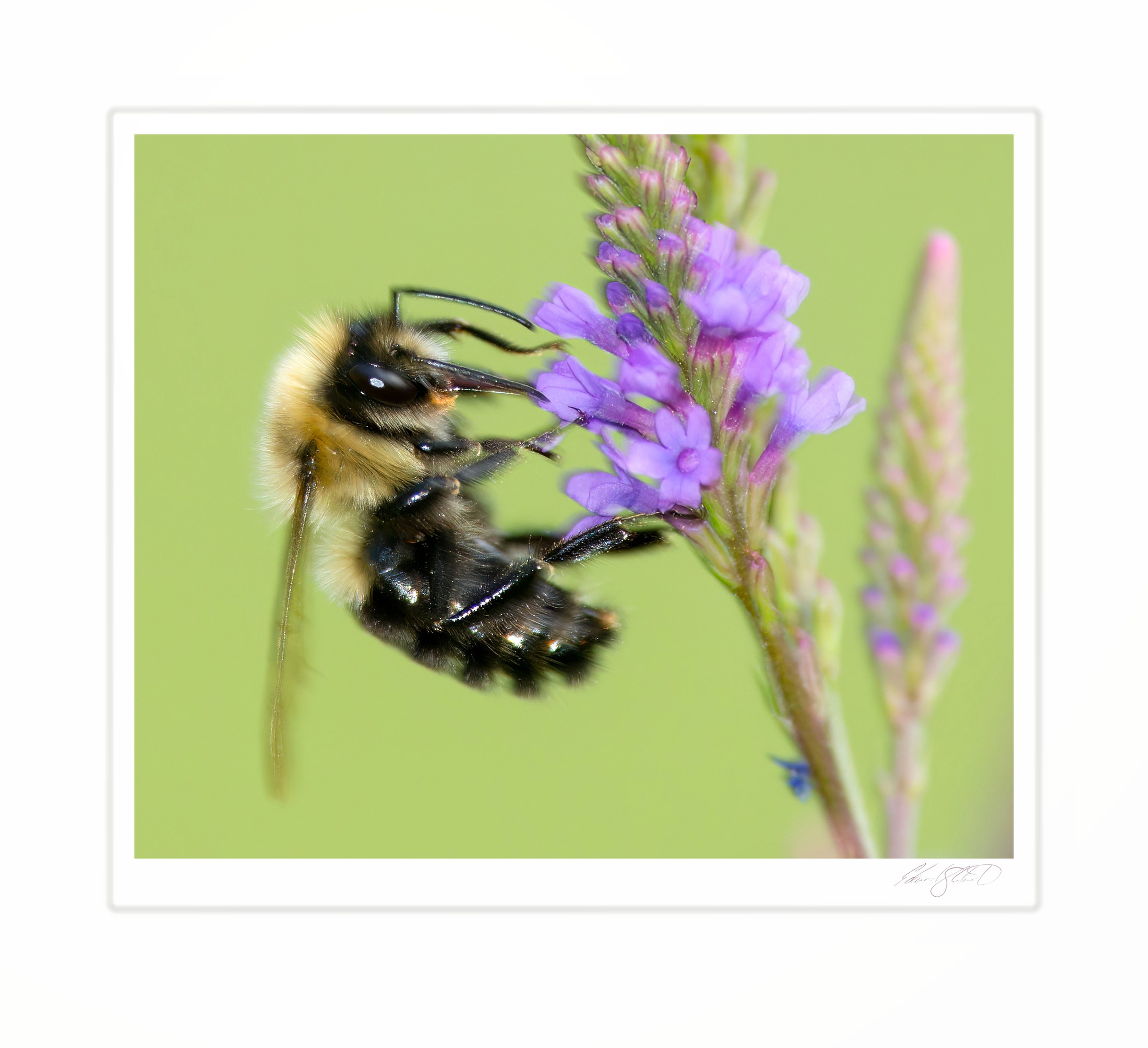 A bumblebee feeding on purple vervain blooms. Caseville, Michigan -August 2013