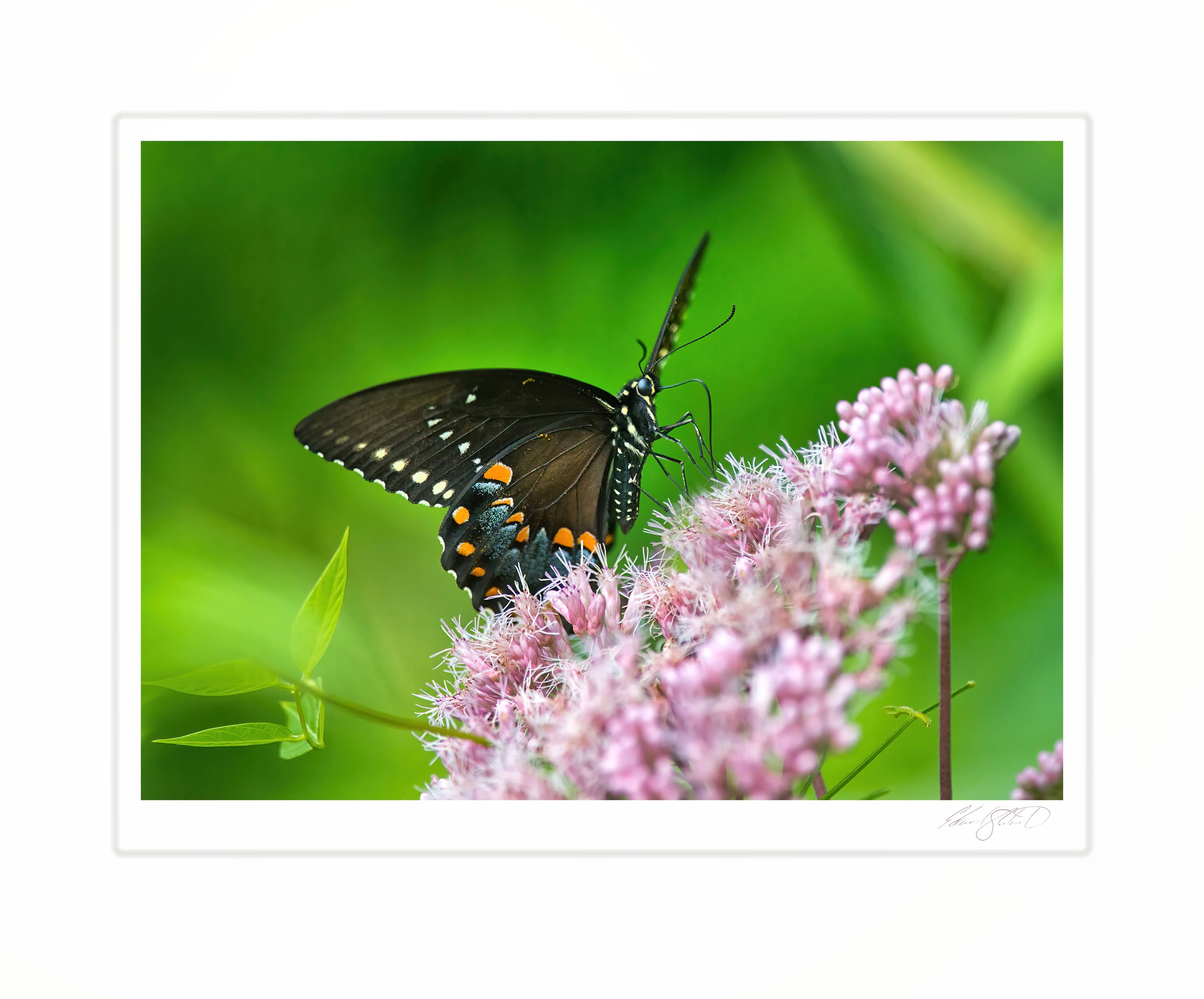 A spicebush swallowtail butterfly feeding on pink joe-pye weed. Eaton Rapids, Michigan -August 2013