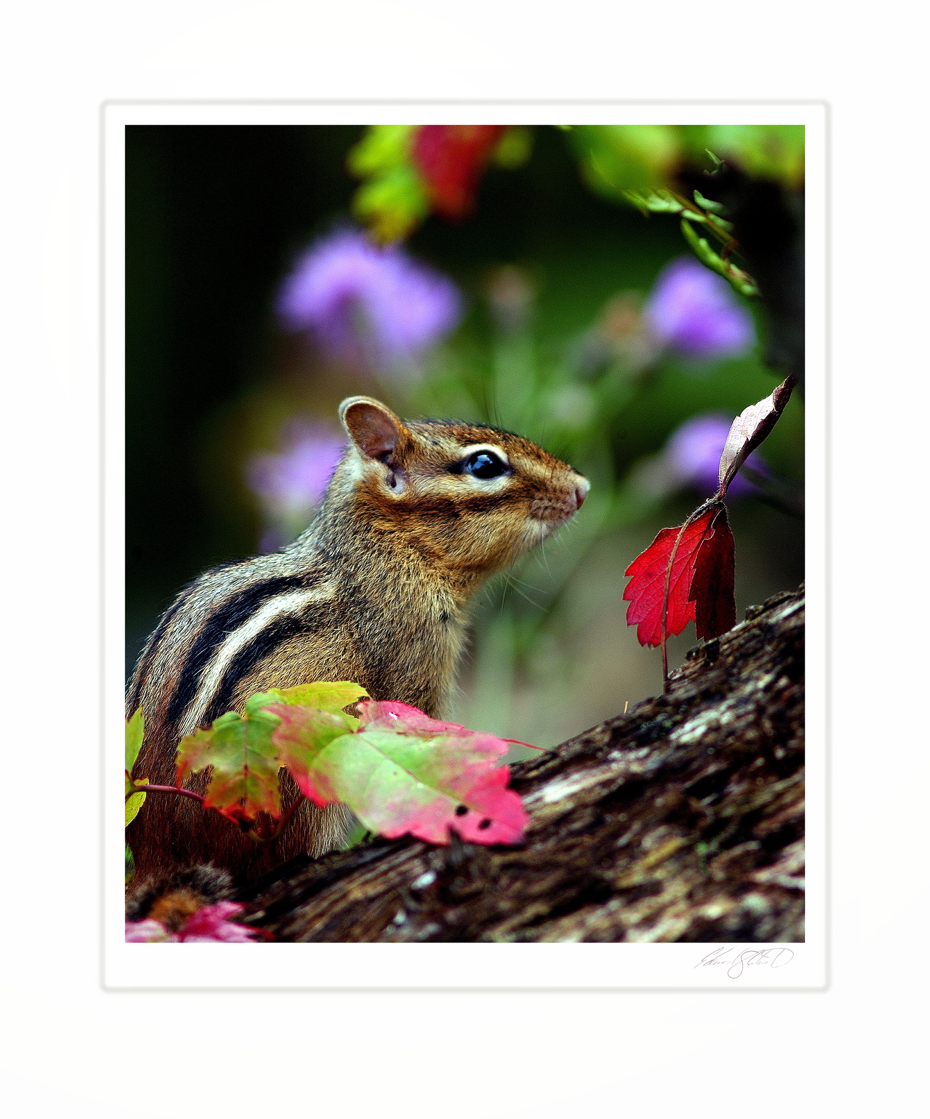 A chipmunk among red and green autumn leaves. Naubinway, Michigan - October 2004