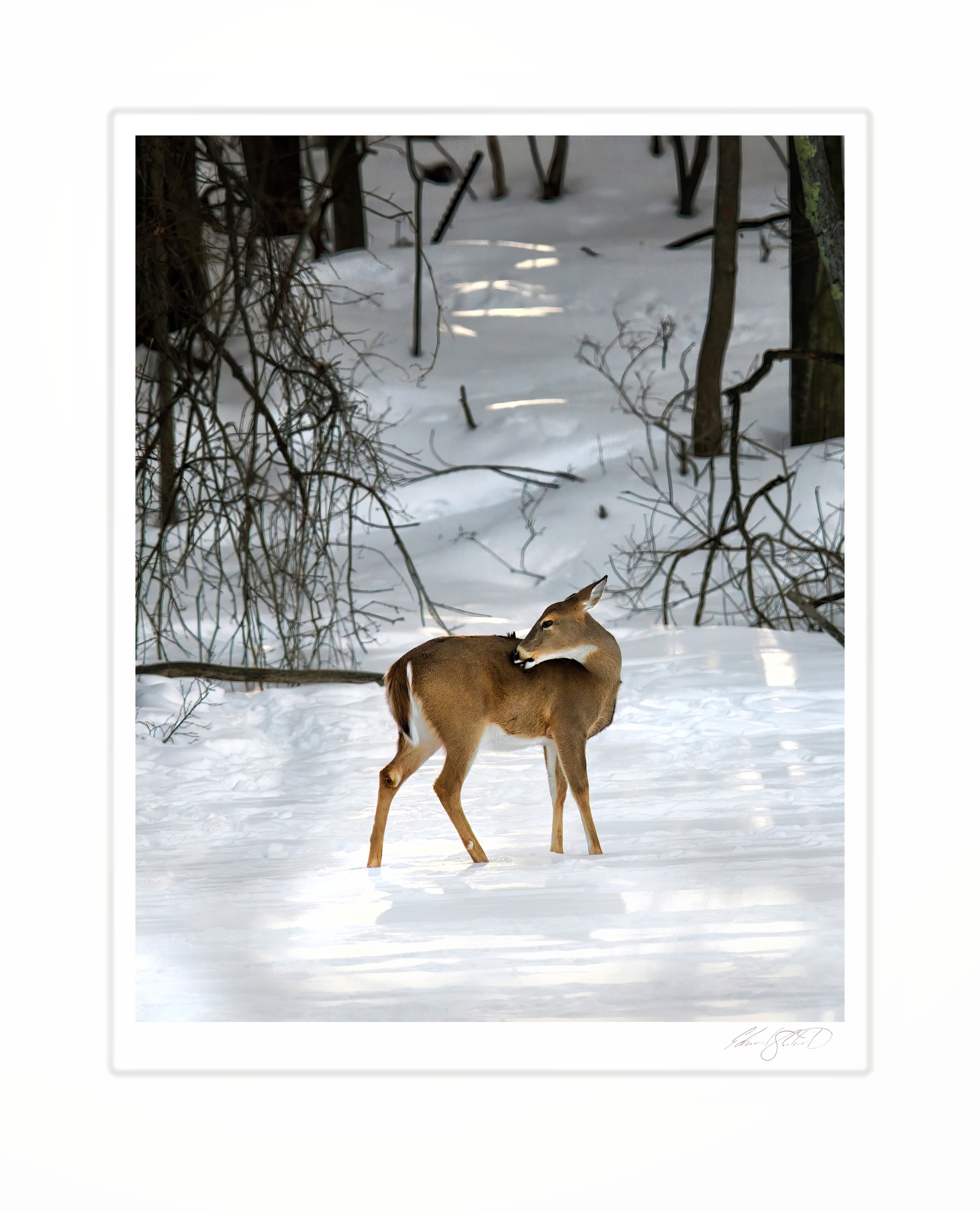 A white-tailed deer pauses to groom itself on a snow-covered woodland path along The Grand River at Eaton Rapids, Michigan -March 2014