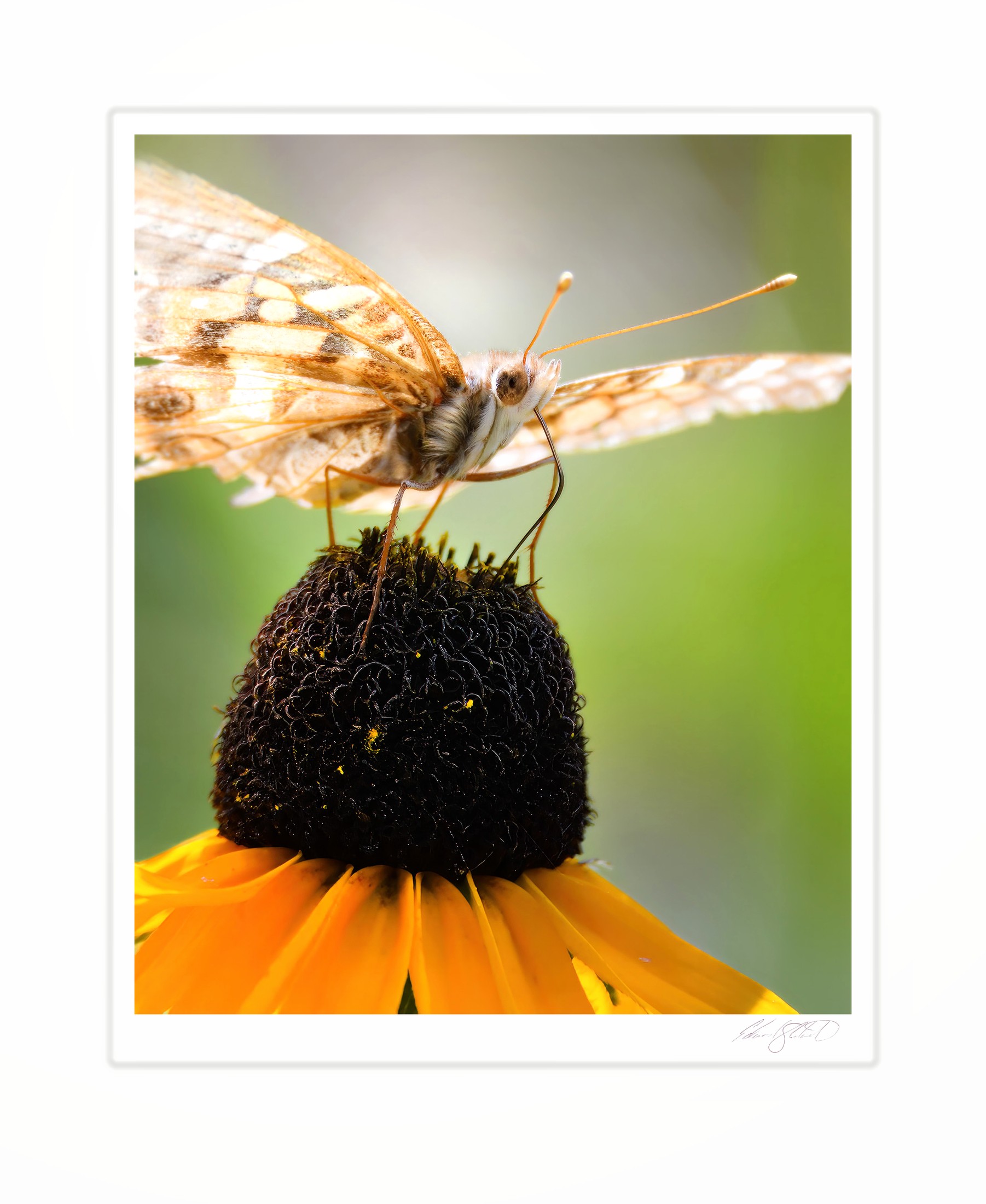 A fritillary butterfly perched atop a black-eyed Susan. Eaton Rapids, Michigan -July 2019