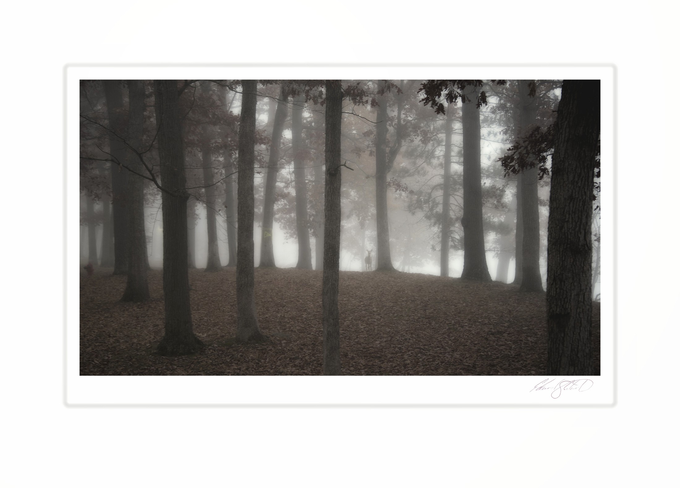 A lone deer in the distance standing among tall trees in a dense forest fog. Eaton Rapids Campground, Michigan -October, 2014