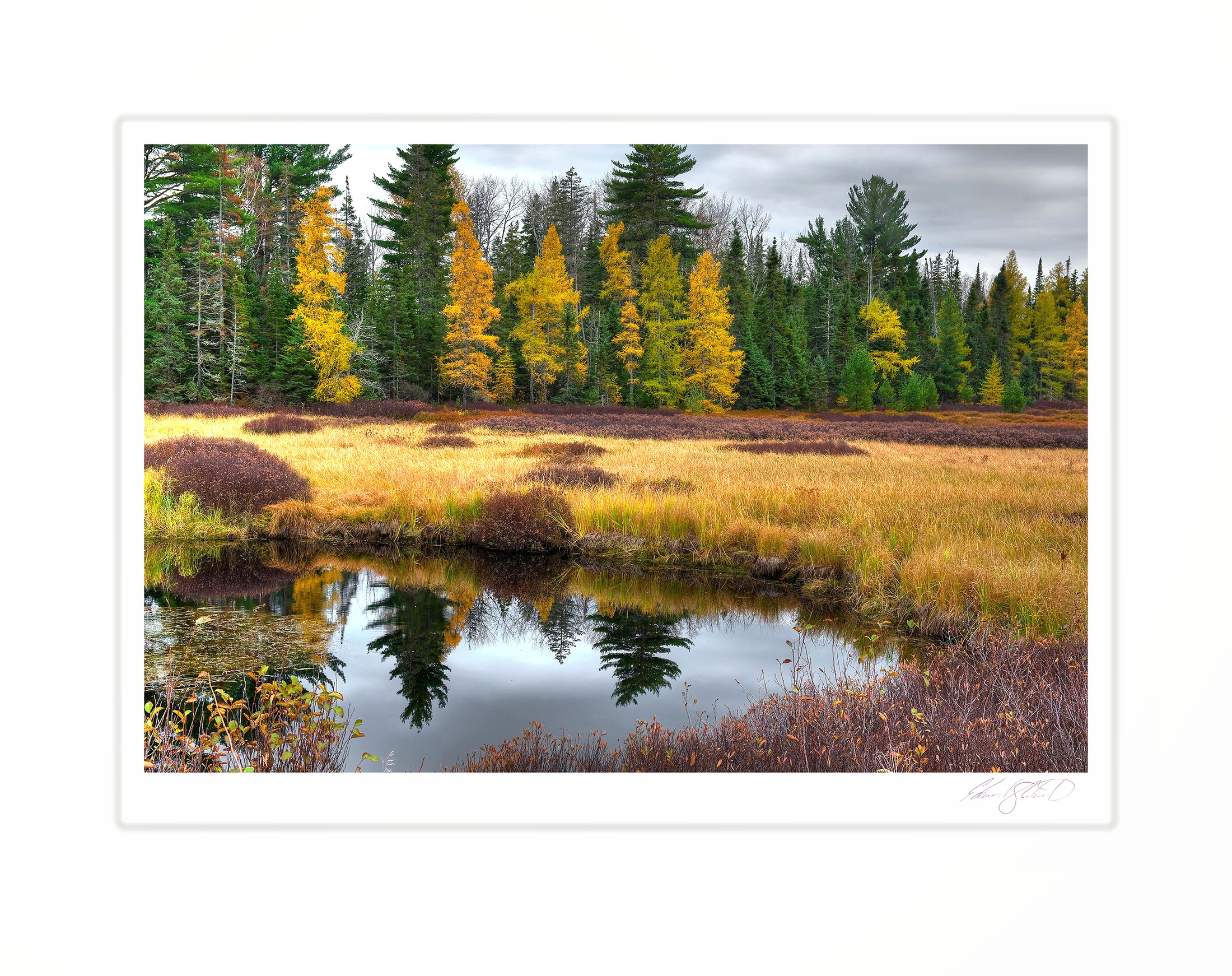 Golden tamaracks and marsh grass reflected in still water. McMillan, Michigan -October 2008