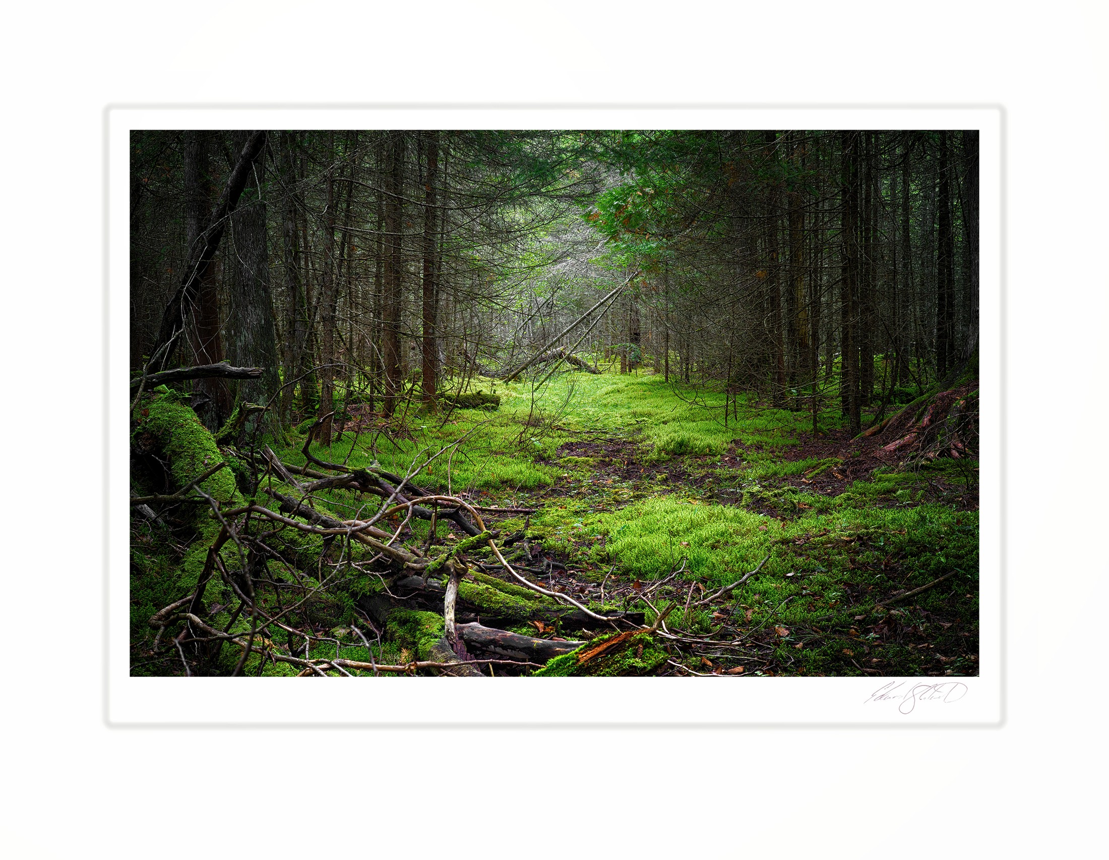 A mossy green forest logging trail winding through pines. Naubinway, Michigan -October 2017