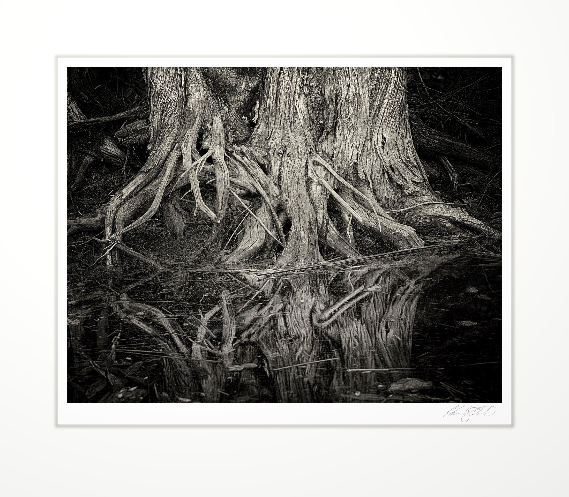 Cedar tree roots reflected in still water of the Rock River. Naubinway, Michigan -October 2018