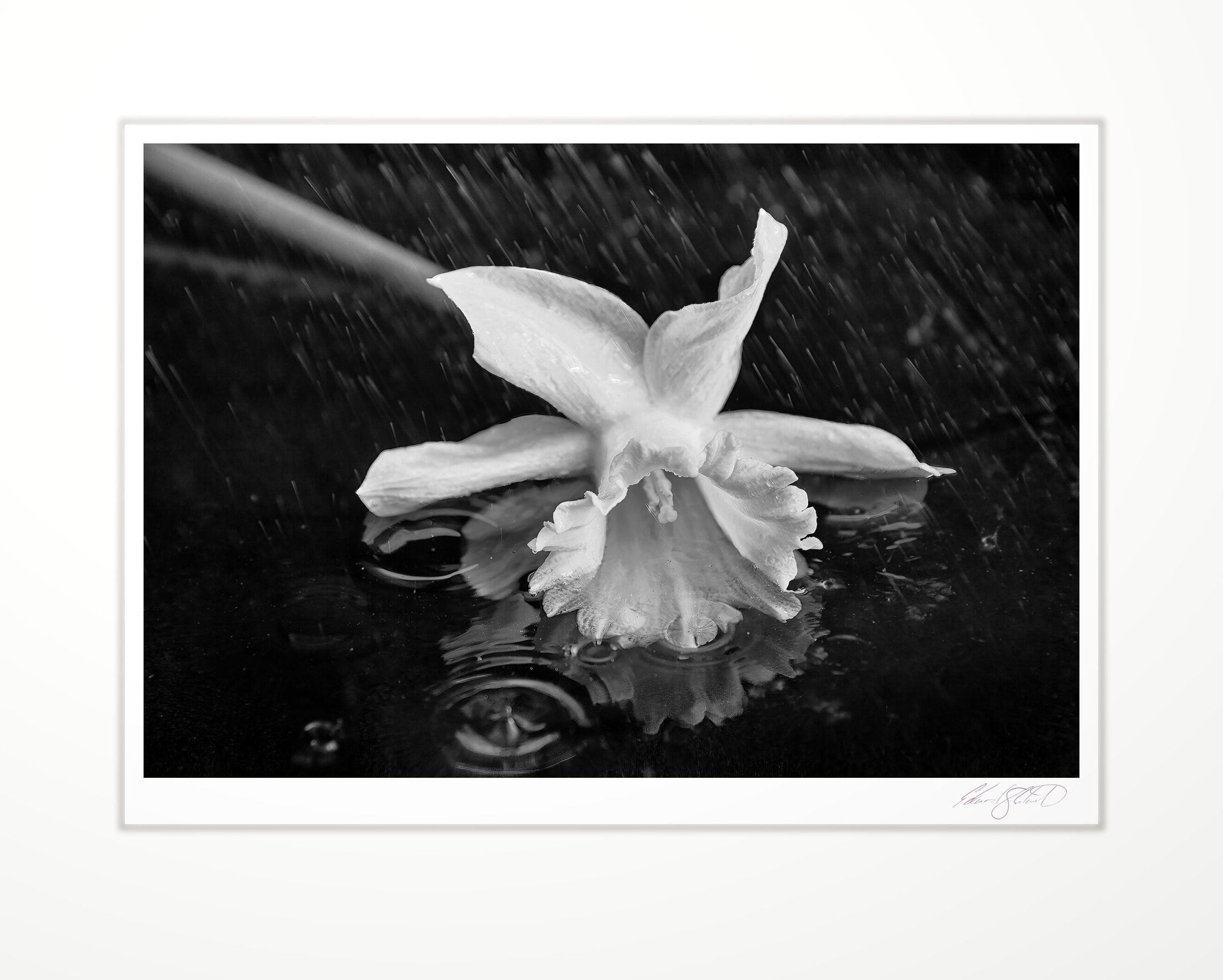 A Daffodil caught in the rain. Grand River, Eaton Rapids, Michigan -August, 2012