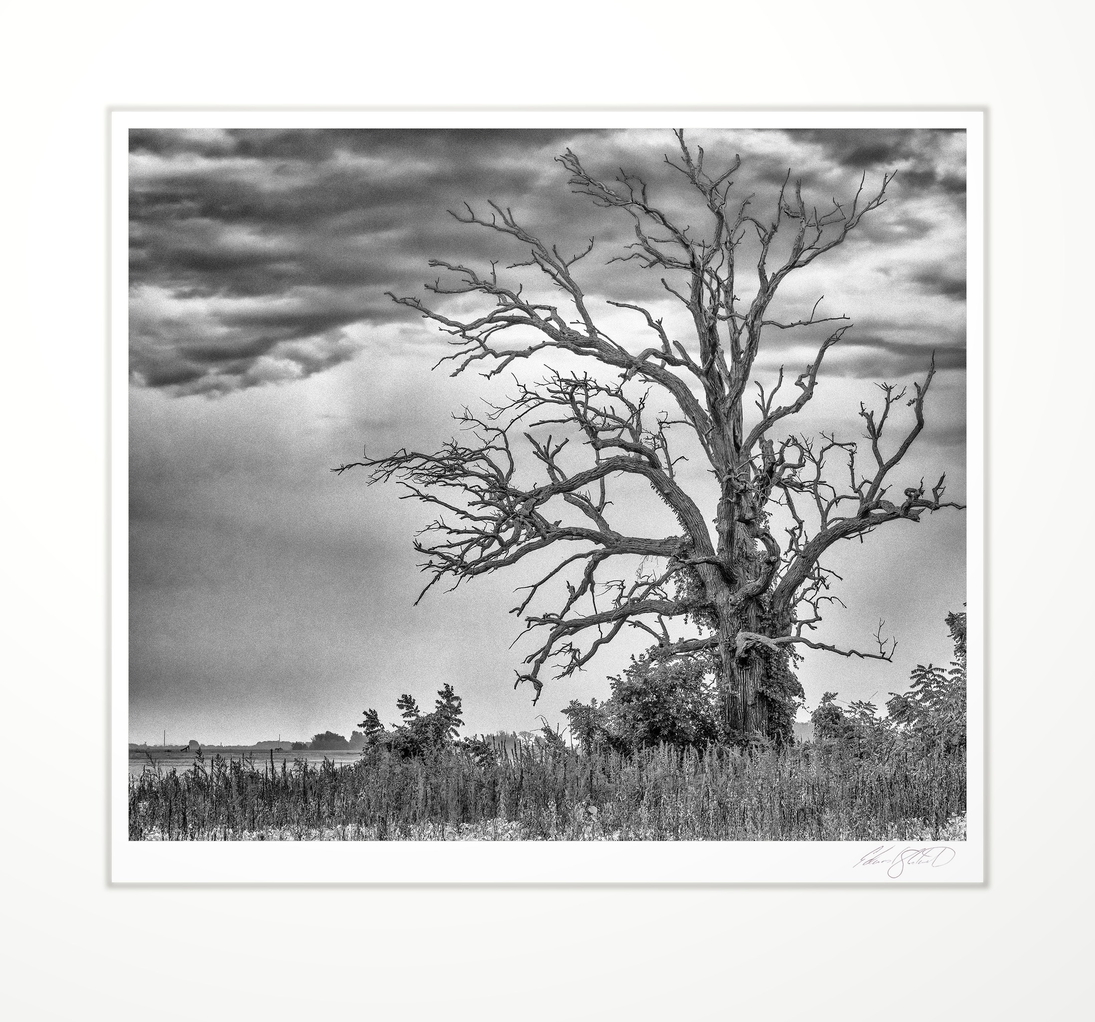 A dead oak standing under a stormy sky. Wisner, Michigan -September 2019
