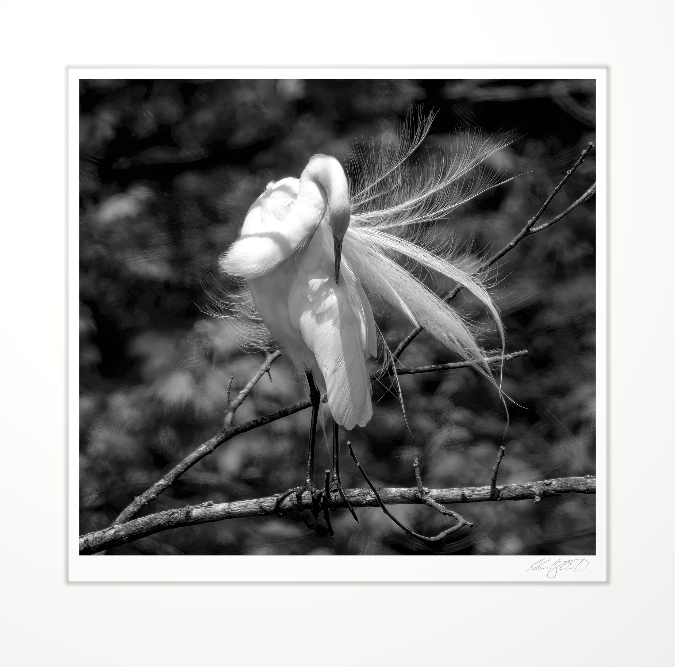 A White Egret perched above the Pigeon River at Pigeon, Michigan -2025