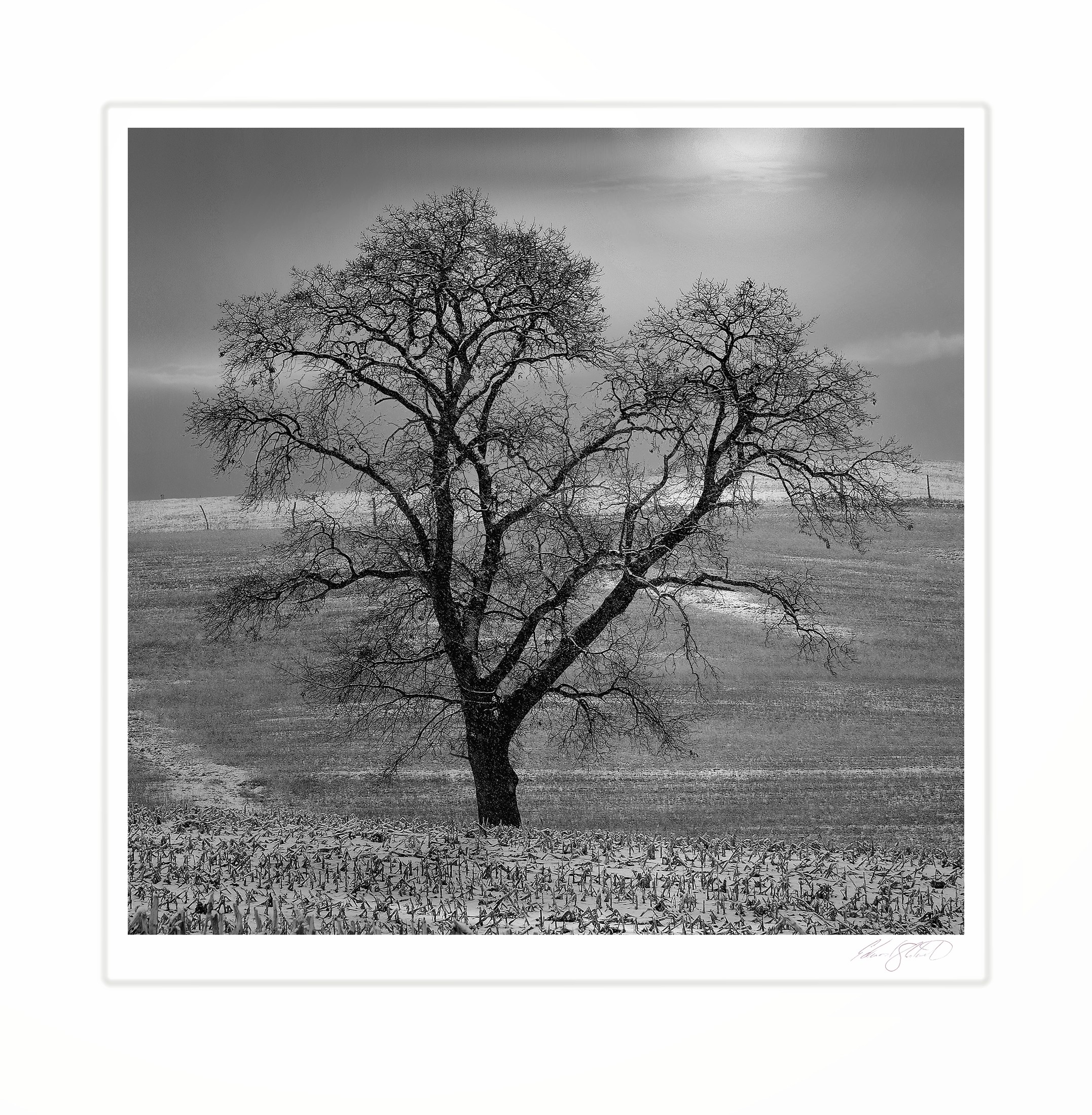 A lone oak tree standing in a lightly snow-covered field at sunrise. Tompkins Center, Michigan -March 2006