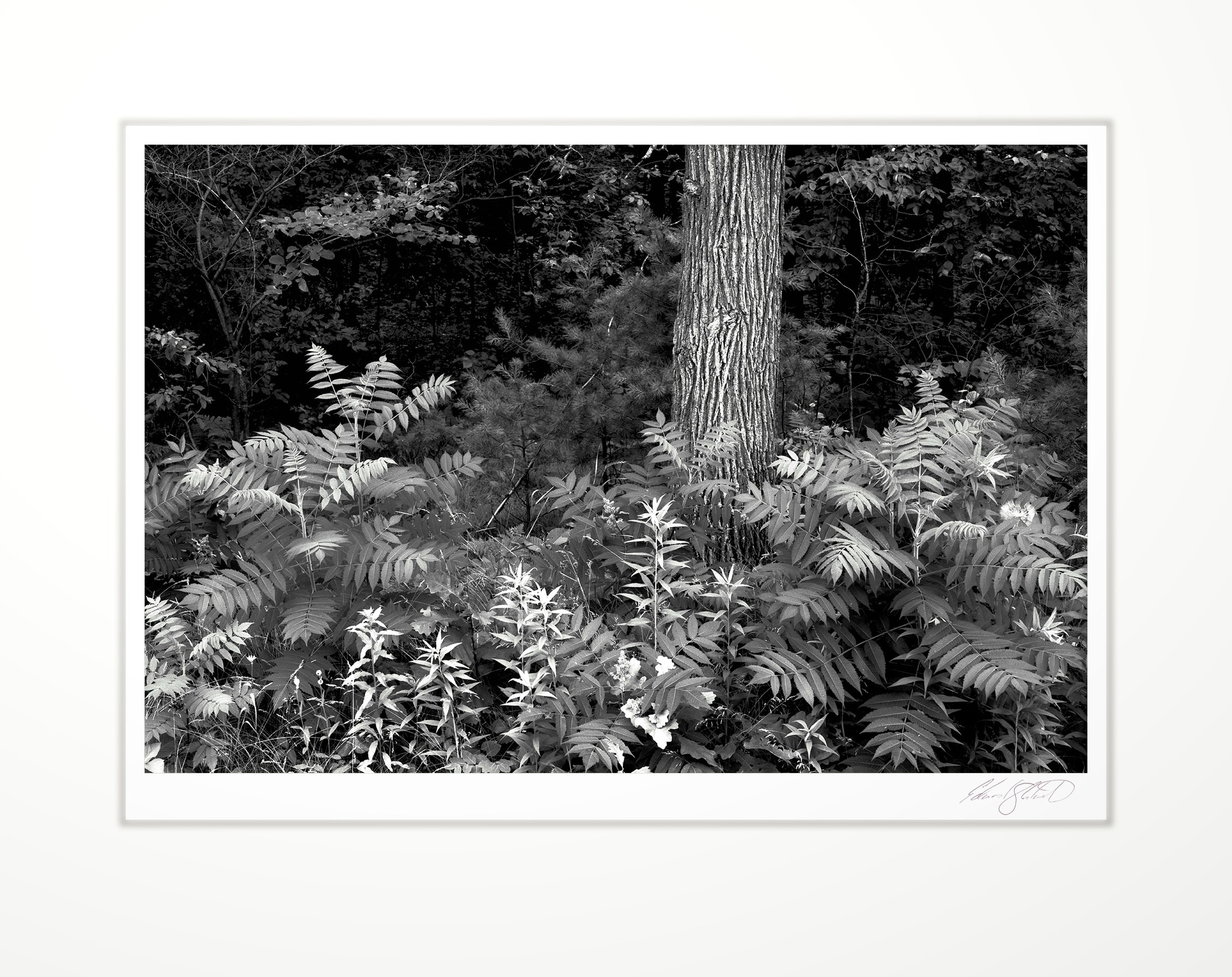 Ferns and a tree trunk in dappled light. Knowton, Wisconsin -1978