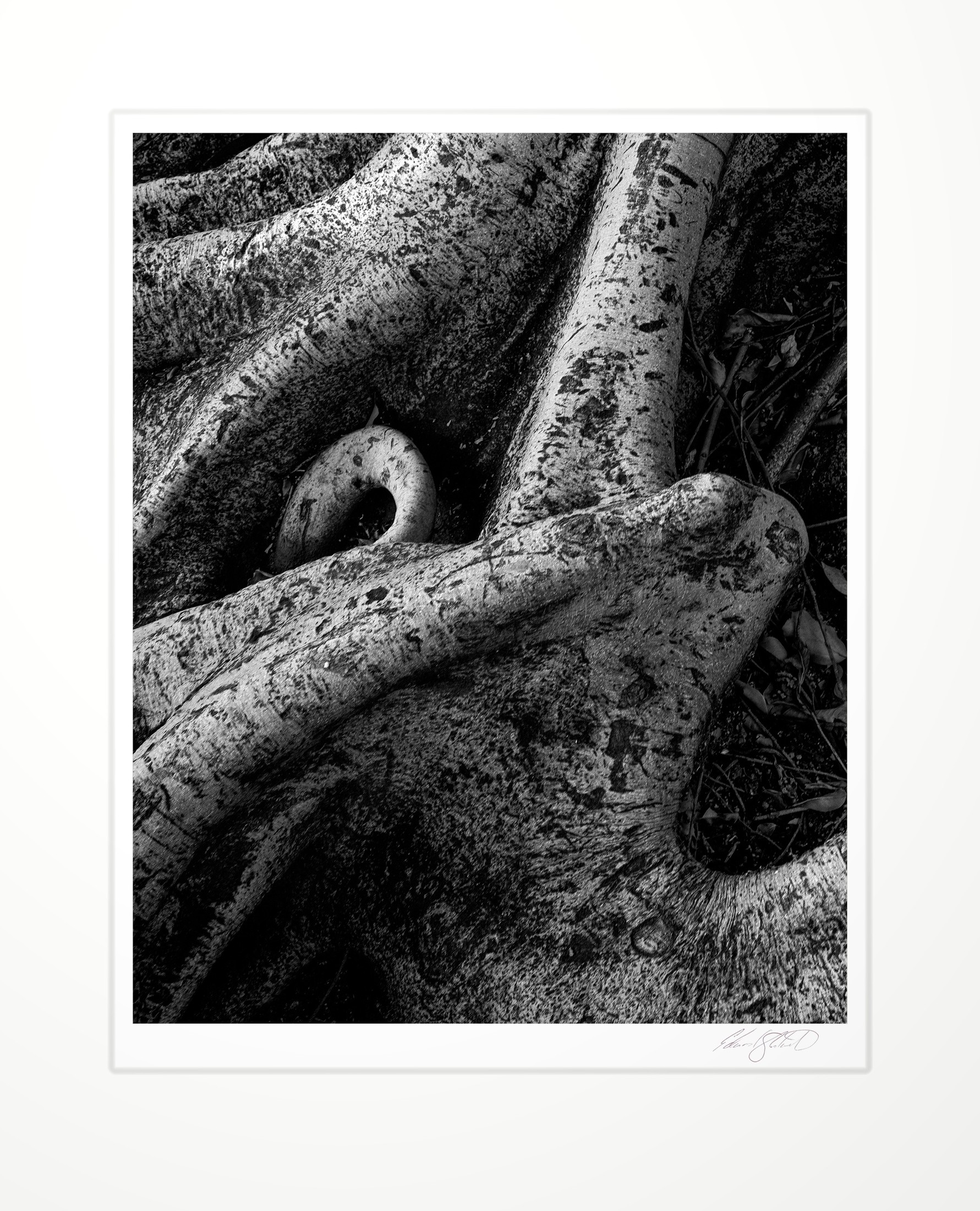 Yellow jacaranda tree roots, close detail. West Hollywood, California -March 2022
