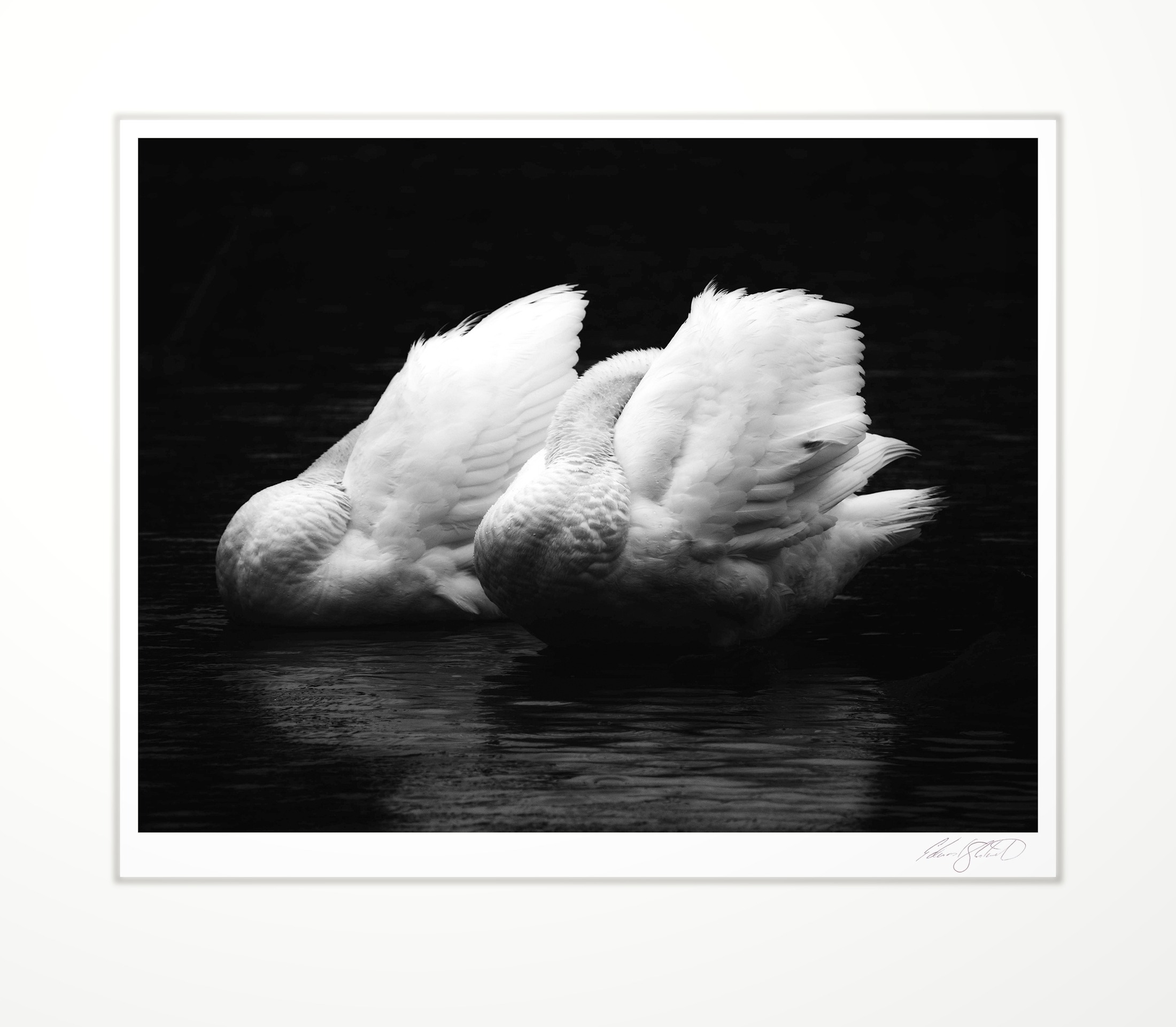 Two swans preening on dark water. In the Grand River at Eaton Rapids, Michigan -May, 2015