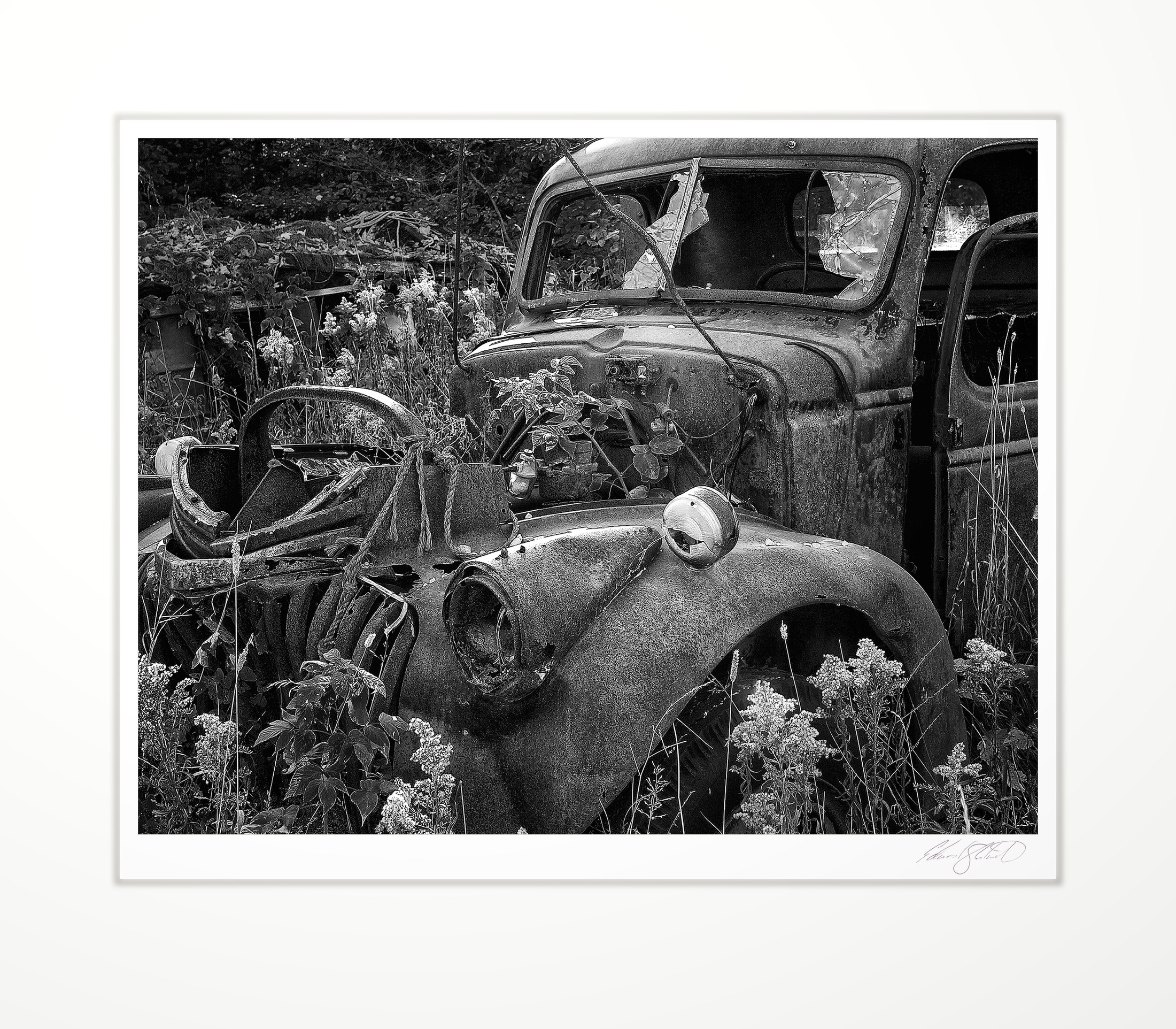 An abandoned truck overtaken by forest. Brevort, Michigan -October 2008