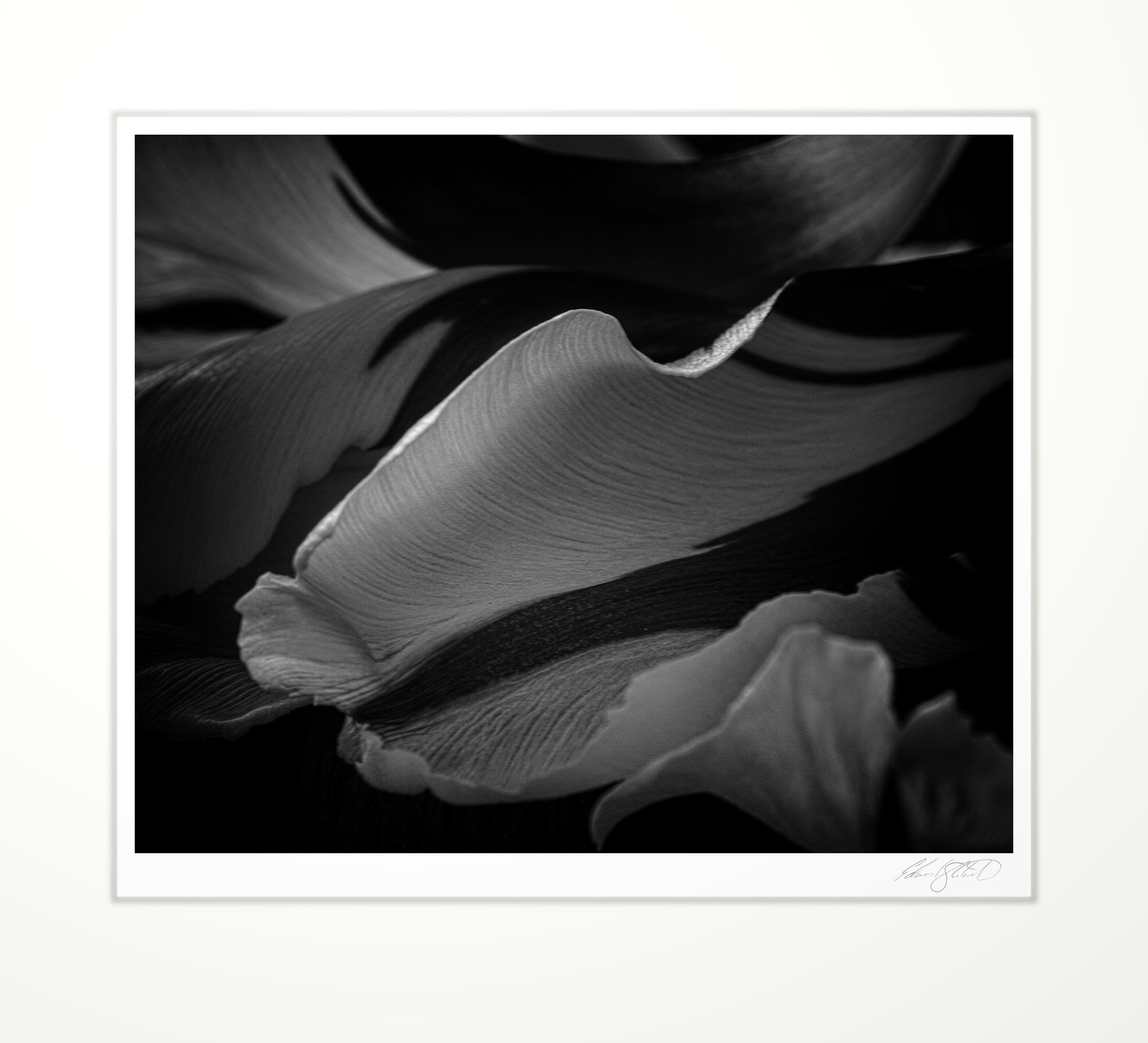 A curved tulip petal close-up. Eaton Rapids, Michigan -2017