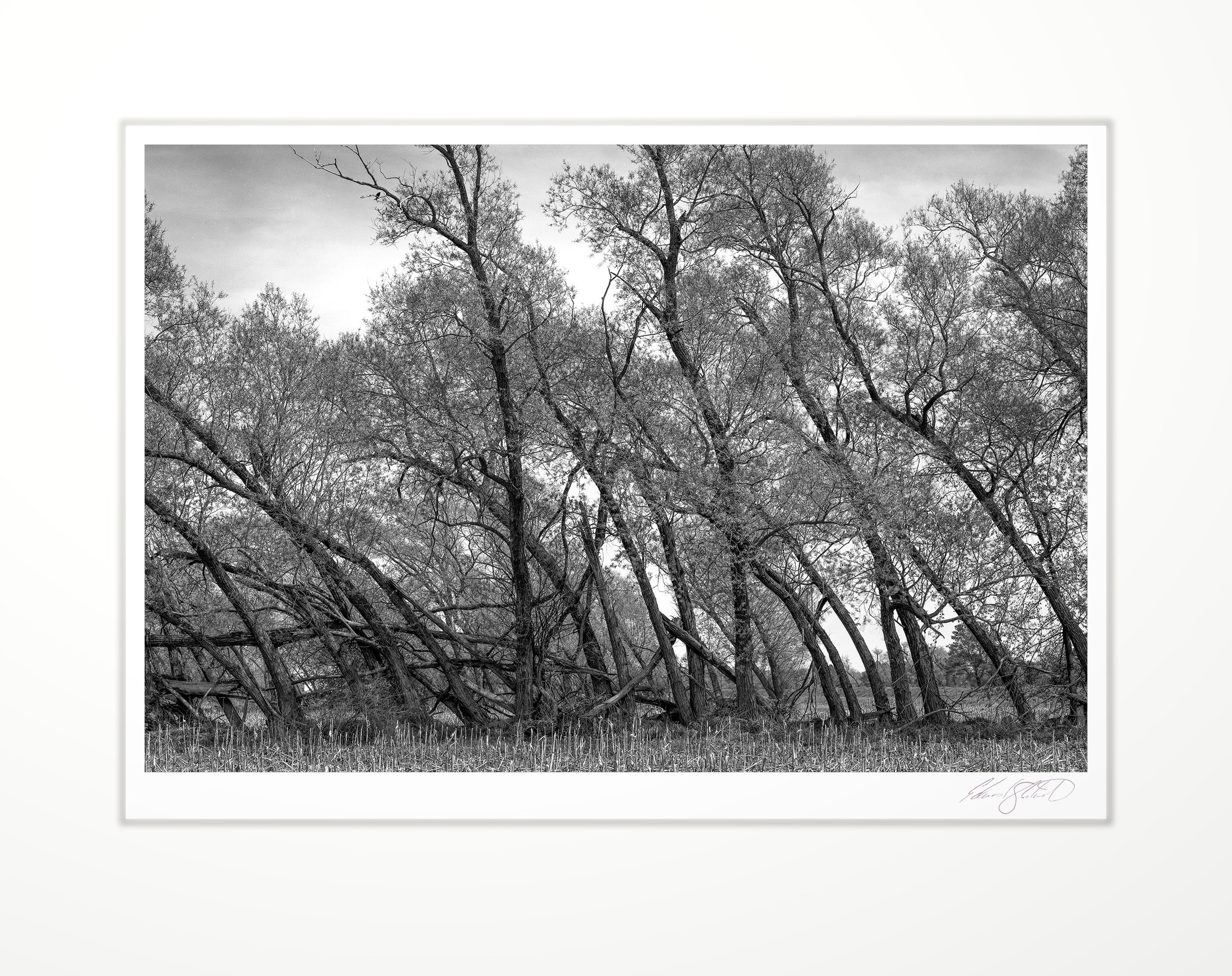 A windrow of trees leaning from past storms. US-27 St Johns, Michigan -October 2008